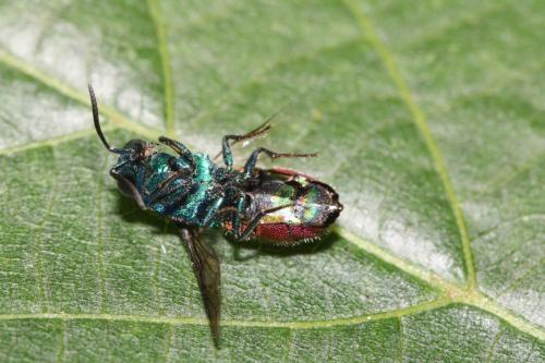 Réf. 330 767 : Chrysis comparata